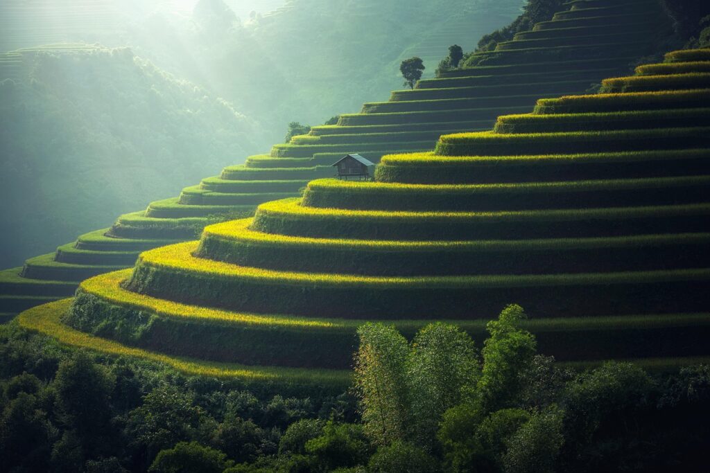 rice plantation, thailand, rice, agriculture, vietnamese, nature, green, ecology, myanmar, burma, growth, countryside, malaysia, bali, plantation, hills, indochina, terraces, garden, gardening, environment, cambodia, asia